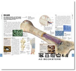 人體百科：最全面的人體導覽書[楓書坊][史蒂夫．帕克]