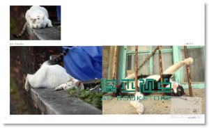 拍猫, 是很严肃的: 吴毅平15年猫写真精选