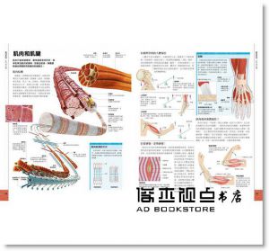 人體百科：最全面的人體導覽書[楓書坊][史蒂夫．帕克]