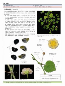 洪裕榮 台灣蝴蝶食草植物全圖鑑（347種台灣蝴蝶 × 788種食草雙向速查，特別收錄4種肉食性蝶類幼蟲）貓頭鷹
