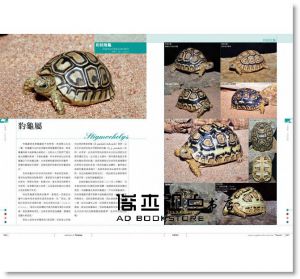 陸龜超圖鑑：物種解說、分類飼育方法完全收錄17[海老沼剛]東販