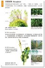 现货 植物學百科圖典2015全新修訂版15[貓頭鷹][彭鏡毅]目錄