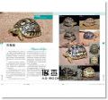 陸龜超圖鑑：物種解說、分類飼育方法完全收錄17[海老沼剛]東販
