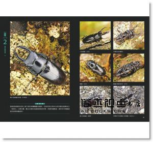 鍬形蟲日記簿   [紅樹林][黃仕傑]