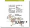 詳解犬學編輯委員會《犬學大百科【圖解完整版】：一看就懂、終身受用的狗狗基礎科學（二版）》晨星