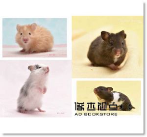 倉鼠完全飼養手冊：快來認識你的小夥伴！[東販][大野瑞絵]