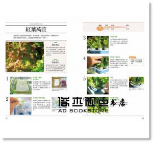 伊藤龍三《水耕蔬果入門書：輕鬆現摘！打造自己的小小菜園》台灣東販