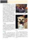 Frank J. M. Verstraete, Milinda J. Lommer, Boaz Arzi   犬貓口腔與上頜顏面外科，第二版 台灣愛思唯爾