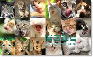 拍猫, 是很严肃的: 吴毅平15年猫写真精选