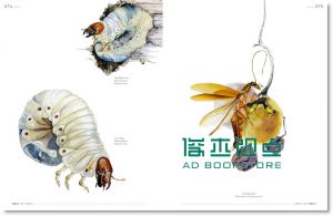 IdN Extra 11：《Cercle》昆虫：对话及图像