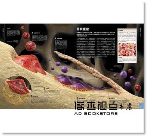 人體百科：最全面的人體導覽書[楓書坊][史蒂夫．帕克]