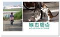 拍猫, 是很严肃的: 吴毅平15年猫写真精选