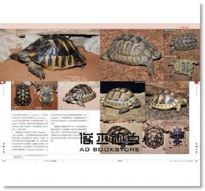 陸龜超圖鑑：物種解說、分類飼育方法完全收錄17[海老沼剛]東販
