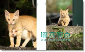 拍猫, 是很严肃的: 吴毅平15年猫写真精选
