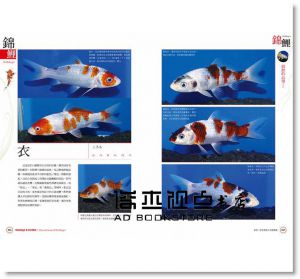 錦鯉、金魚鑑賞&飼養圖鑑：沒有庭院、水池也OK！近距離感受象徵吉祥幸福的傳統觀賞魚之美 東販]