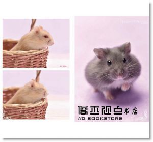 倉鼠完全飼養手冊：快來認識你的小夥伴！[東販][大野瑞絵]